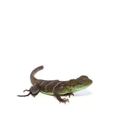 B-Grade Water Dragon